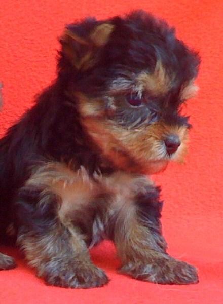 precioso machito mini toy de yorkshire terrier