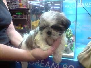 preciosos cachorros de SHIH TZU CON PEDIGREE 450euros