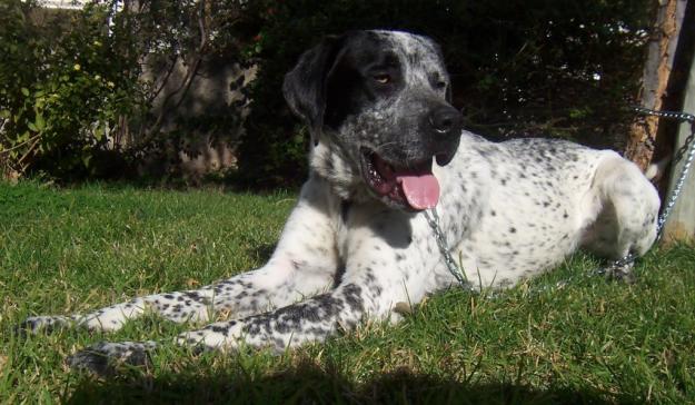 Se da en adopción braco/mastín , 1 año , educado y cariñoso.