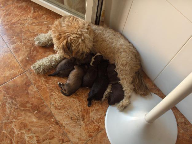 vendo perros de agua para hoperar ha la madre