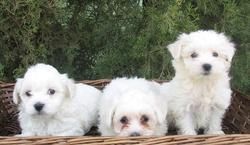 BICHON MALTES, EXCELENTES CACHORRITOS 360