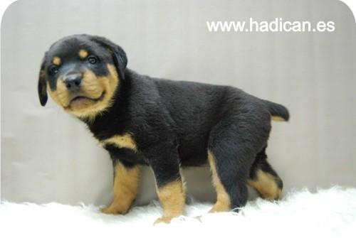 Cachorritos de Rotweiller de la mejor calidad en www.hadican.es