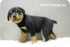 Cachorritos de Rotweiller de la mejor calidad en www.hadican.es - mejor precio | unprecio.es