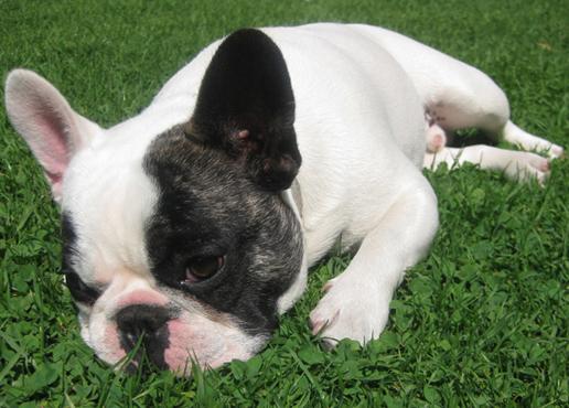 cachorros de bulldog frances, preciosos.