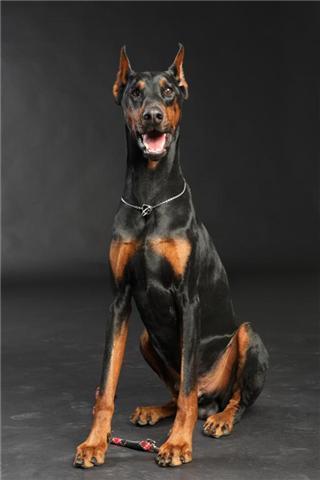 DOBERMAN MONTAS