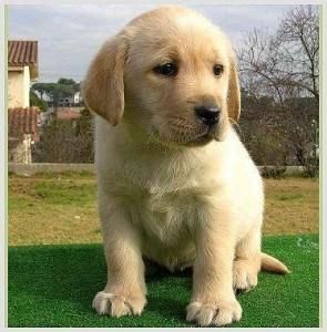 Labradores retriever,cachorros,dorados y negros.