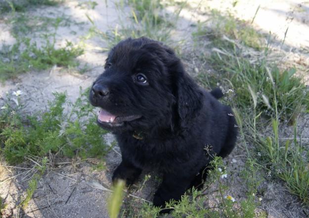 Terranova cachorros nacionales autenticos de raza