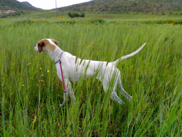 VENDO CACHORROS POINTER CAMADA CON LOE (PADRES EXCELENTES CAZADORES)