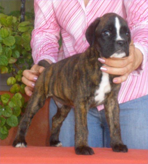 Boxer cachorro atigrado conpedigri