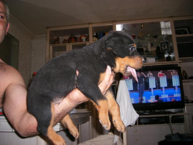 CACHORRO ROTTWEILER, HEMBRA O MACHO