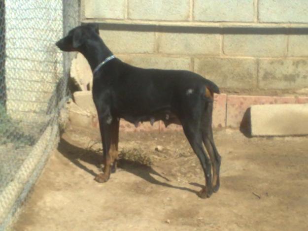 Cachorros Doberman