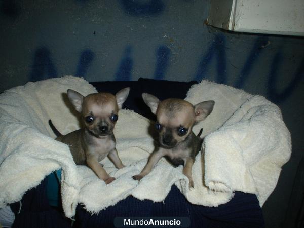 chihuahuas mini