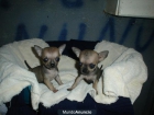 chihuahuas mini - mejor precio | unprecio.es