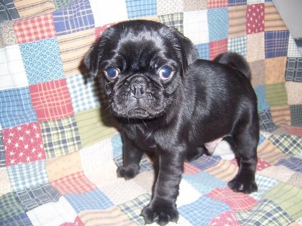 Pugs cachorros disponibles!!