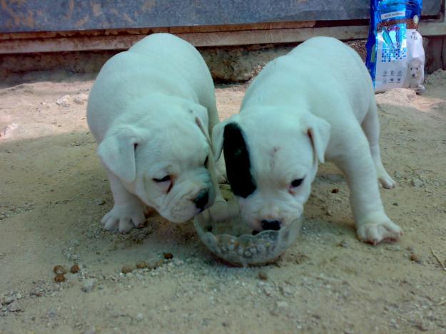 Se vende cachorros bulldog americano