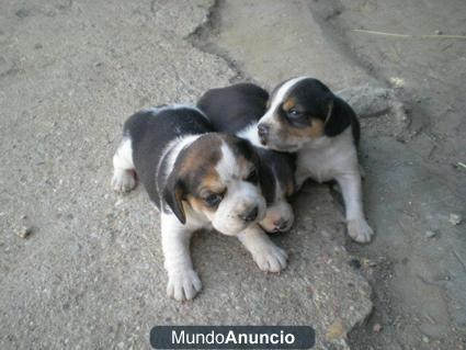 VENDO CACHORROS DE BEAGLE TRICOLOR