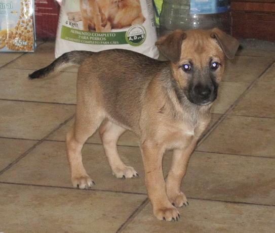 CACHORRITA EN ADOPCIÓN