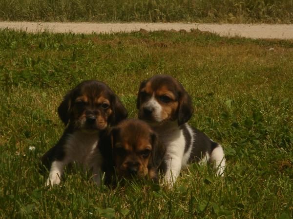 CACHORROS DE BEAGLE 450