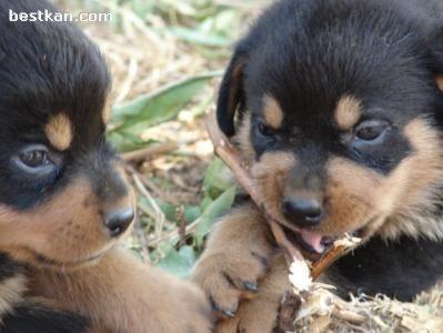 Cachorros de Rottweiler