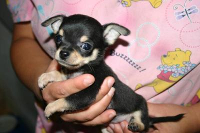 Chihuahua cachorros para la adopción