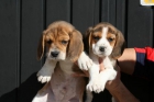 Excelentes cachorros de beagle - mejor precio | unprecio.es