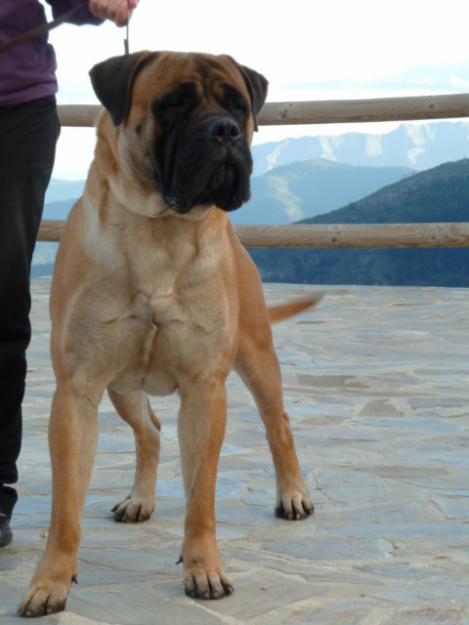 Excepcional camada bullmastiff