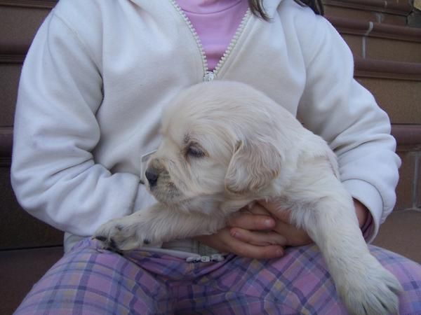 Golden Retriever .Excelente calidad/precio.