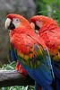 guacamaya roja