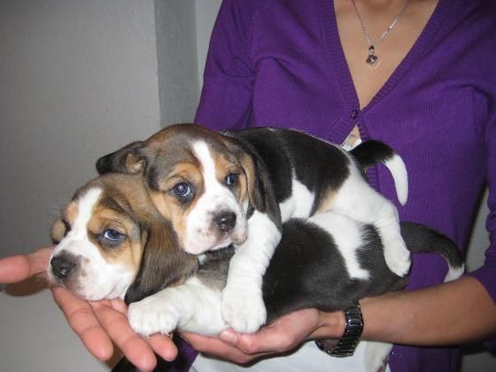 IMPRESONANTES BEAGLES