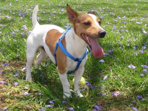 JACK RUSSELL PARA MONTA