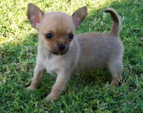 Perrito de Chihuahua