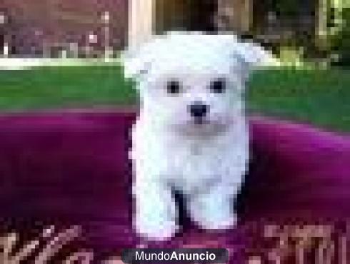 Regalo Preciosos Bichon Maltes, muy buen precio