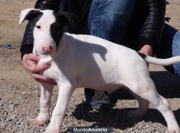 Bull terrier 350€