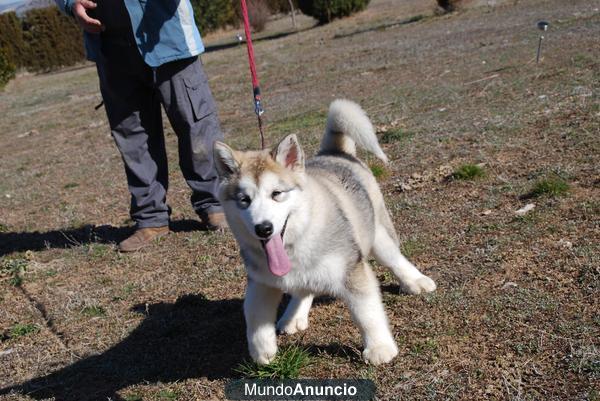 CACHORROS DE ALASKAN MALAMUTE CON PEDIGREE LOE 550 €!! 627 05 42 28