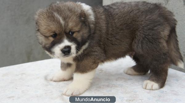 CACHORROS PASTO DEL CAUCASO