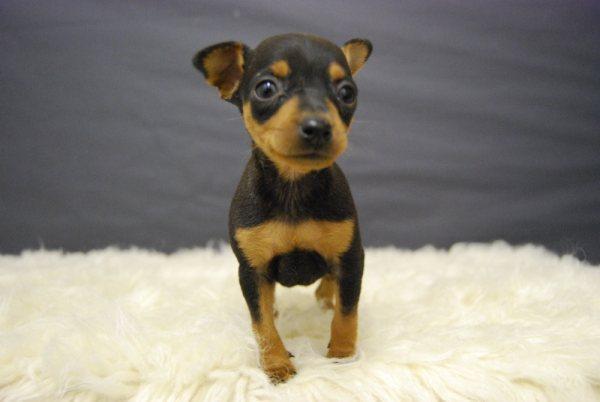 Cachorros Pinscher Miniatura primera calidad