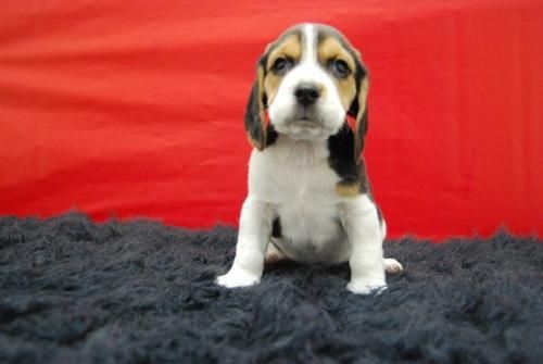 camada de beagle. calidad _& confianza