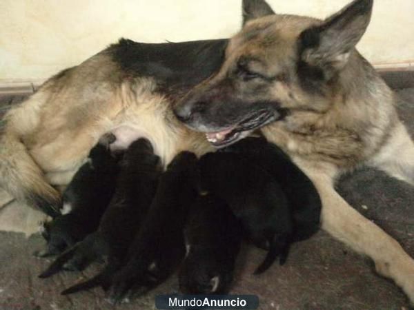 IMPRESIONANTE camada de Pastor aleman linea de dux de 4 flores se puede ver padres y hijos