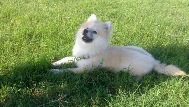 se vende lulu pomerania cachorro 8 meses