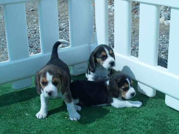 BEAGLE, VENDO CAMADA