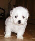 BICHON  MALTES  MINI    515 c/u