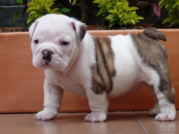 Bulldog frances gorditos