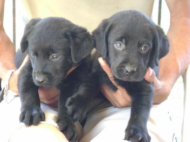 Cachorros de  labrador