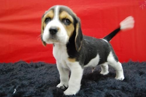 Increible_Camada_De_Beagle--Cachorrines_Tricolor_Disponibles_Para_Entregar