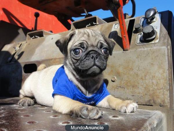 Regalo Cachorros de Carlino