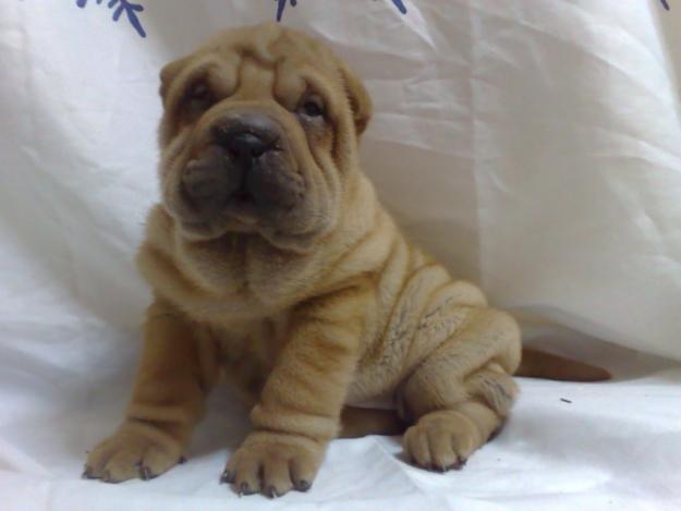 se vende cachorro de sharpei