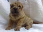 se vende cachorro de sharpei - mejor precio | unprecio.es