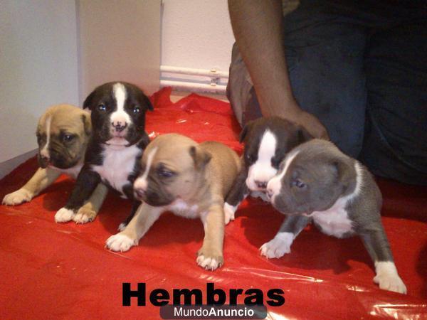 Se vende cachorros American staffordshire