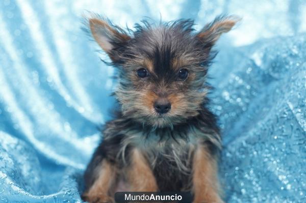 YORKSHIRE TERRIER, perros, cachorros –GARANTIA AQUANATURA- criadero, venta.