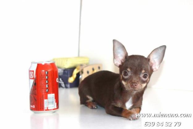 CHIHUAHUAS: CRIADERO CON GARANTÍA MIENANO.COM, perros, cachorros, toy, en venta